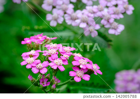 綠葉間點綴著粉紅色的小花（蓍草）。 142005788