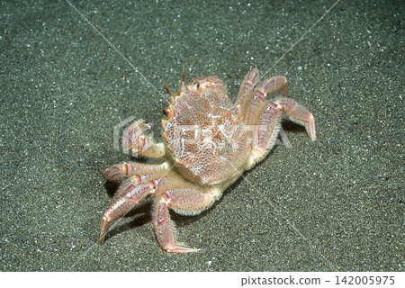 8 hairy crabs in the sea 8 hairy crabs in the sea 142005975