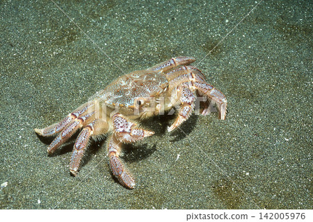 海裡有7隻毛蟹 海裡有7隻毛蟹 142005976