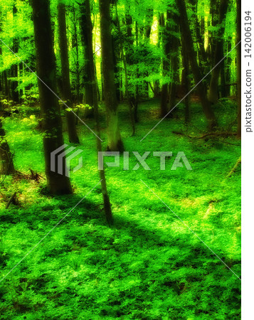 Environment, forest and green with trees in summer for conservation or sustainability of ecosystem. Jungle, landscape and nature with rainforest or woods for adventure, exploration and hiking Environment, forest and green with trees in summer for conservation or sustainability of ecosystem. Jungle, landscape and nature with rainforest or woods for adventure, exploration and hiking 142006194