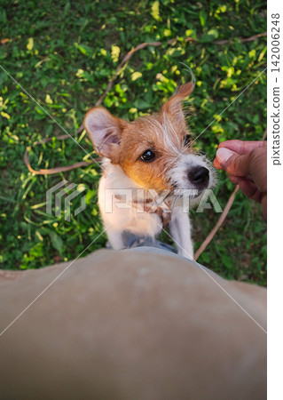 Jack Russell puppy standing outdoors and looking at person offering hand. Jack Russell puppy standing outdoors and looking at person offering hand. 142006248
