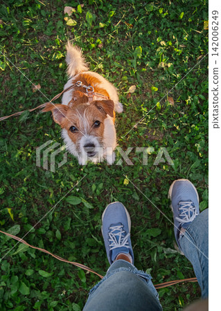 Small dog looking up at owner during outdoor walk on grassy ground. Small dog looking up at owner during outdoor walk on grassy ground. 142006249