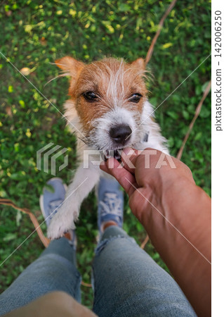 Close up of playful terrier puppy standing near person's legs and gently taking treat from hand outdoors. Close up of playful terrier puppy standing near person's legs and gently taking treat from hand outdoors. 142006250