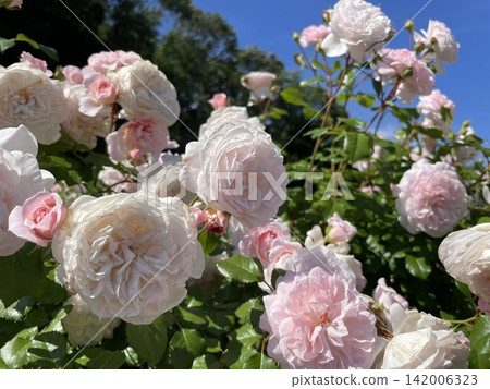 Rose shining in the blue sky Rose shining in the blue sky 142006323