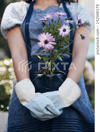 Flowers, hands and person gardening with pot plant for growth, development and nursery service. Gardener, florist and eco friendly farming closeup for nature, horticulture and floral sustainability Flowers, hands and person gardening with pot plant for growth, development and nursery service. Gardener, florist and eco friendly farming closeup for nature, horticulture and floral sustainability 142006579