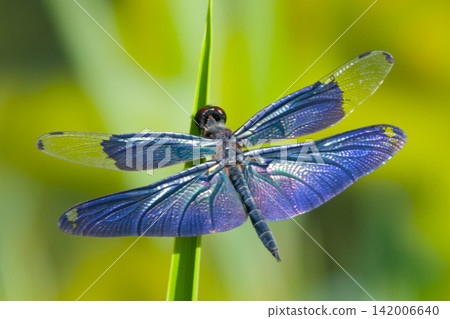 The wings of a damselfly, shimmering in a bluish-purple color. The wings of a damselfly, shimmering in a bluish-purple color. 142006640