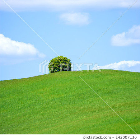 Landscape, tree and sky in countryside in nature, field and grass for ecology or sustainability on hill. Green, environment and outdoor for scenery in horizon with bush, peace and rural in Italy Landscape, tree and sky in countryside in nature, field and grass for ecology or sustainability on hill. Green, environment and outdoor for scenery in horizon with bush, peace and rural in Italy 142007130
