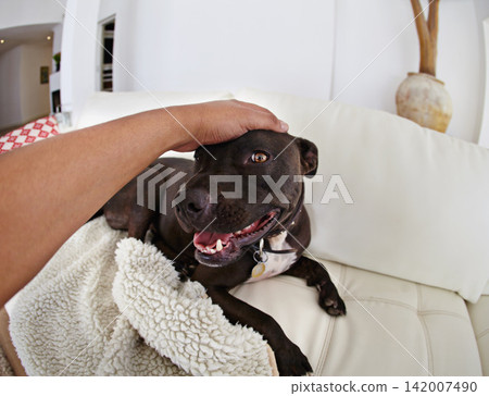 Home, dog and pet with hands for love, care and affection in living room or sofa for fun and responsibility. Human or person with animal adoption, shelter and pitbull breed relax on couch or lounge 142007490