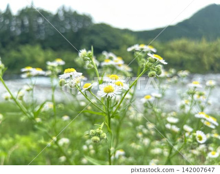 Close-up of wild fleabane Close-up of wild fleabane 142007647