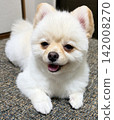 A relaxing Pomeranian 142008270