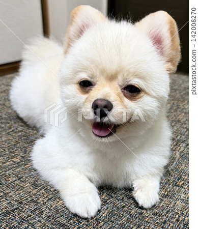 一隻放鬆的博美犬 一隻放鬆的博美犬 142008270