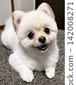 Say cheese! - Pomeranian 142008271