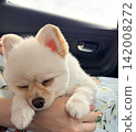 A Pomeranian returning from an outing 142008272