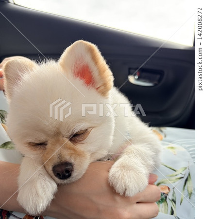 一隻博美犬外出歸來 一隻博美犬外出歸來 142008272