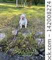 A Pomeranian wants to play in the river 142008274