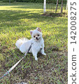 Pomeranian on a walk 142008275