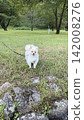 A Pomeranian looking directly at the camera in the park 142008276