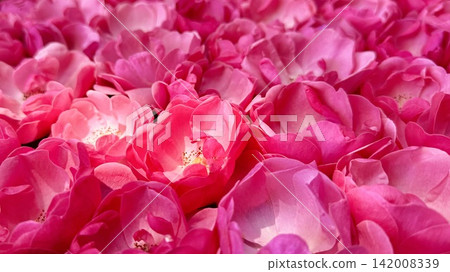 A close-up of a flower-filled water basin with pink roses (Angela) floating on the surface of the water at Sugao Shrine in Okazaki City, Aichi Prefecture. 142008339