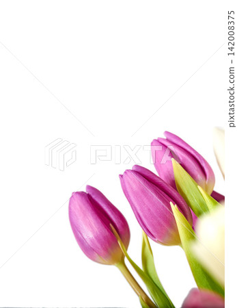 Flowers, tulips and pink in studio by white background, blossom and peace or floral with greenery. Plant, petal and mockup for decoration, creativity and wallpaper or screensaver with natural color 142008375