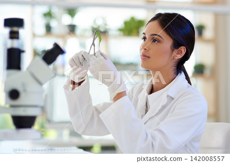 Science, woman and leaves in lab for ecology with scissor for sample analysis, medical experiment and medicine study. Biotechnology, scientist and tools for leaf inspection and sustainable healthcare Science, woman and leaves in lab for ecology with scissor for sample analysis, medical experiment and medicine study. Biotechnology, scientist and tools for leaf inspection and sustainable healthcare 142008557