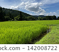 夏天的稻田和藍天 142008722