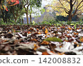 落葉地毯 142008832