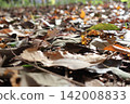 落葉地毯 142008833