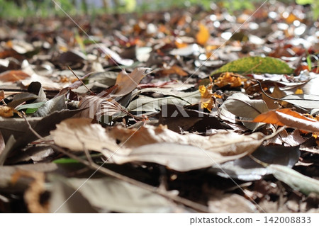 Carpet of fallen leaves Carpet of fallen leaves 142008833