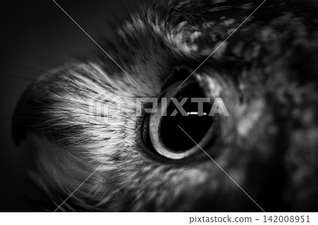 貓頭鷹眼睛的微距照片,單色 貓頭鷹眼睛的微距照片,單色 142008951
