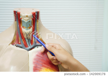 Asian student learning with human body model in anatomy biology in classroom at high school. Asian student learning with human body model in anatomy biology in classroom at high school. 142009178