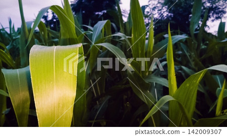 Close up of vibrant corn leaf illuminated by sunlight Close up of vibrant corn leaf illuminated by sunlight 142009307