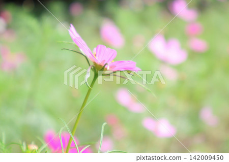 宇宙 宇宙 142009450