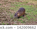 Capybara on Grassy Dirt Ground in Nature. 142009662
