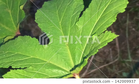Macro view of broad plant foliage and veins in nature Macro view of broad plant foliage and veins in nature 142009937