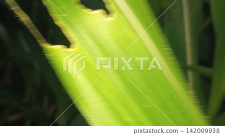 Macro shot of bright green maize foliage texture Macro shot of bright green maize foliage texture 142009938