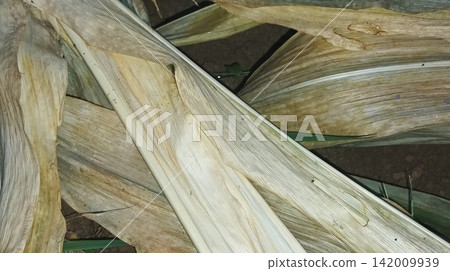 Agricultural dry grass and straw texture pattern Agricultural dry grass and straw texture pattern 142009939