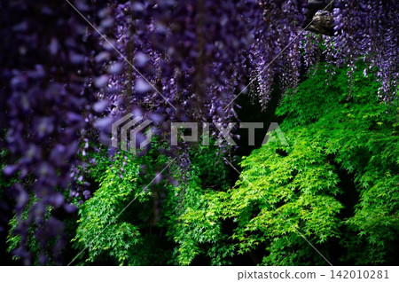 Purple wisteria and vibrant green maple leaves Purple wisteria and vibrant green maple leaves 142010281