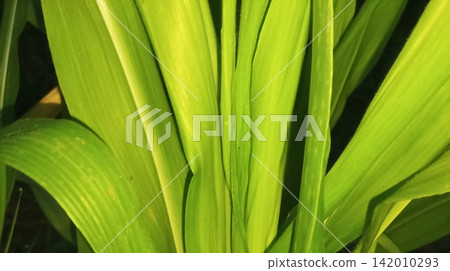 Vibrant maize crop foliage texture and natural patterns Vibrant maize crop foliage texture and natural patterns 142010293