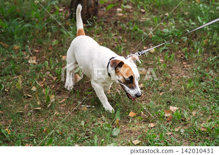 Jack Russell terrier exploring grassy woodland on leash. Jack Russell terrier exploring grassy woodland on leash. 142010431