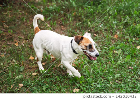 Jack Russell terrier running happily through grassy forest clearing. Jack Russell terrier running happily through grassy forest clearing. 142010432