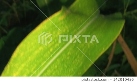 Close up macro of green corn plant leaves on dashboard Close up macro of green corn plant leaves on dashboard 142010486
