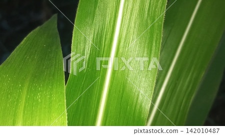 Fresh agricultural maize crop foliage texture and pattern Fresh agricultural maize crop foliage texture and pattern 142010487