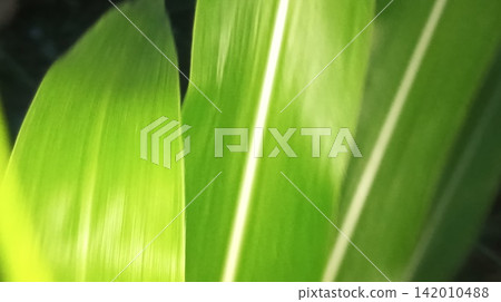 Detailed natural view of growing green plant leaves outdoors Detailed natural view of growing green plant leaves outdoors 142010488