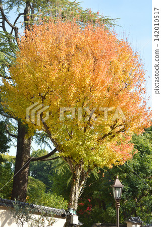 Autumn leaves in Kitano-cho, Kobe Autumn leaves in Kitano-cho, Kobe 142010517