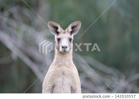 Staring at a kangaroo Staring at a kangaroo 142010557