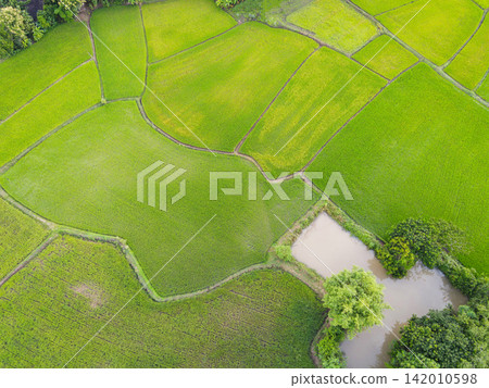 Aerial view of the green rice fields nature agricultural farm background, top view rice field from above with pathway agricultural parcels of different crops in green and water pond, Birds eye view Aerial view of the green rice fields nature agricultural farm background, top view rice field from above with pathway agricultural parcels of different crops in green and water pond, Birds eye view 142010598