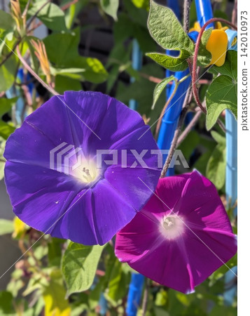 Morning glory blue flower 142010973