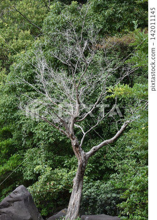 Perhaps due to the effects of global environmental changes, the number of trees in parks and other public spaces that are dying is becoming increasingly noticeable. Perhaps due to the effects of global environmental changes, the number of trees in parks and other public spaces that are dying is becoming increasingly noticeable. 142011145
