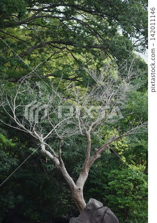 Perhaps due to the effects of global environmental changes, the number of trees in parks and other public spaces that are dying is becoming increasingly noticeable. Perhaps due to the effects of global environmental changes, the number of trees in parks and other public spaces that are dying is becoming increasingly noticeable. 142011146