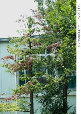 Perhaps due to the effects of global environmental changes, the number of trees in parks and other public spaces that are dying is becoming increasingly noticeable. Perhaps due to the effects of global environmental changes, the number of trees in parks and other public spaces that are dying is becoming increasingly noticeable. 142011150